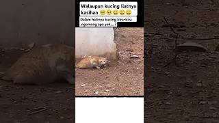 Mana udah ngintai ber jam jam pula  funnyvideo kucing [upl. by Dranyam]