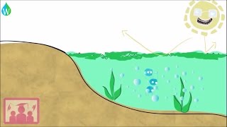 Eutrophication explained  WELS Waterpedia Environmental Learning Series [upl. by Enilrac]