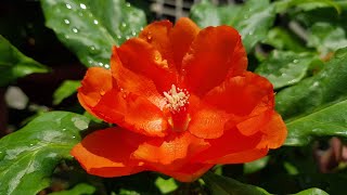 Pereskia Bleo  Orange Flowers Cactus Family [upl. by Denyse]