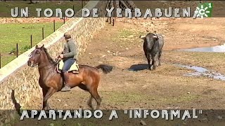 Toros de Yerbabuena enfundar pitones al toro burraco Informal  Toros desde Andalucía [upl. by Ehudd]