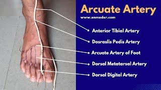 Dorsalis Pedis Artery 33  Arcuate Artery of Foot  The Charsi of Medical Literature [upl. by Aidahs]