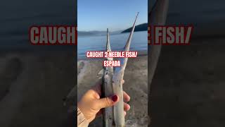 CAUGHT 2 NEEDLE FISHESPADA FRESH FROM THE OCEAN fishinglife fish needlefish espada shorts [upl. by Garcon]