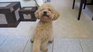 Super smart poodle BB More Tricks v3聰明的紅貴賓 [upl. by Roshan]