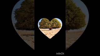 sahabi tree ⁠⁠🌳1445 old tree ⁠⁠🌳islamicvideo islmicmrfact shortvideo trendingshorts [upl. by Reeve]