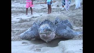 Leatherback Turtles of Trinidad [upl. by Durwood]