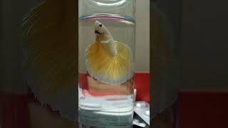 Golden betta fish Halfmoon [upl. by Wunder197]