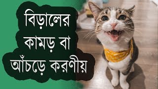 বিড়ালের আঁচড়ে বা কামড়ে করণীয় কি How To Treat a Cat Bite [upl. by Venn]