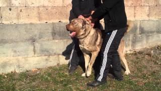 Armenian Shepherd Dog  Gampr  Wolfhound  Guard  Aggressive Red  15 Years Old  Dog Show [upl. by Doug]