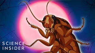 Why Cockroaches Are So Hard To Kill [upl. by Nalyt]