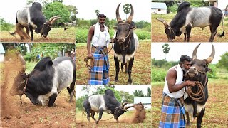 Big KANGAYAM BULL  தோரணையில் மிரட்டும் மூர்த்தி அண்ணாவின் மயிலை காளை [upl. by Cuhp789]