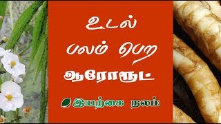 Arrowroot  Arrowroot Tamil  உடல் வலிமை பெற  உடல் பலம் பெற [upl. by Buyer679]