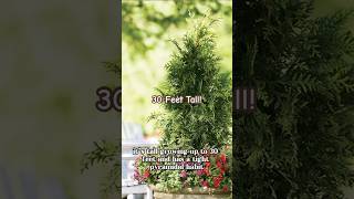 Spring Grove Western Arborvitae 🌲 greatgardenplants evergreen arborvitae trees shorts [upl. by Sparhawk]