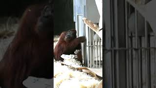 Mota the orangutan prepares to escape to Borneoshortsfunnyvideoorangutansfunnyanimazoo [upl. by Aina]