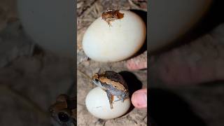 Frog jumps out of the funny egg  Catch frogs and eggs so funny  Big frog funny video [upl. by Moyer779]