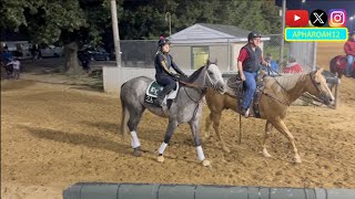 2024 Breeders Cup Training Cogburn Breezes Preakness Winner Seize the Grey Jogs [upl. by Dahc]