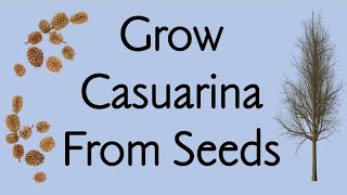 How To Plant Casuarina Tree [upl. by Lynette]