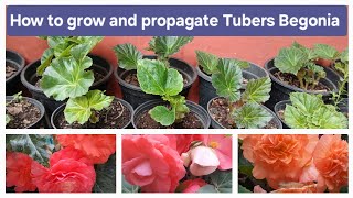 How to grow and propagate Tubers Begonia [upl. by Yraeht]