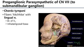 LO12 Submandibular Gland Innervation [upl. by Anihs600]