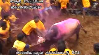 Jallikattu 2011Avaniyapuram Sinthu Kalaai அவனியாபுரம் சிந்து மாடு [upl. by Afas858]