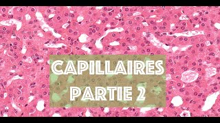 LE CAPILLAIRE SANGUIN partie 2  HISTOLOGIE [upl. by Recnal378]