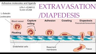 L36 Extravasation Diapedesis Understanding the Molecular Mechanisms Part 1 [upl. by Eidolem]