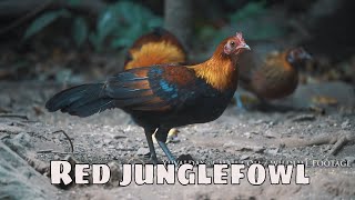 Red junglefowl in the wild  Thailand [upl. by Anialram789]