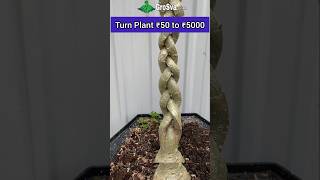 Amazing way to Grow Plant  Bonsai [upl. by Swen920]