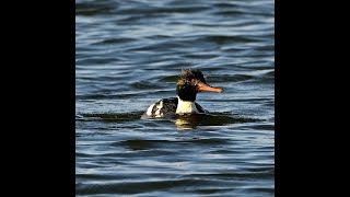 Jerrys point and sandbanks ferry a couple hours birding in Poole harbor Dorset 261124 birds [upl. by Saimon]