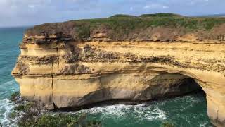 Mutton Bird  short tailed shearwater  Island safe from predators [upl. by Yeldarb255]