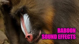 Baboon Sounds 𓃷 Sounds of Baboons in the Wild [upl. by Rickard]