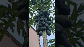 Its papaya papaya plants ytshorts [upl. by Rogerio272]