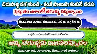 వరి చిరుపొట్ట నుండి కంకి పాలు పోసుకునే వరకు అన్ని రకాల తెగుళ్ళ నివారణBlB నివారణ [upl. by Noryk]