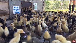 1000 Ducklings Morning Rush Out Of The Barn Live Stream [upl. by Braeunig]