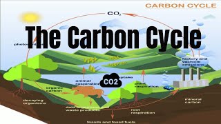 The Carbon Cycle Process [upl. by Cicely]