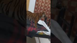 02NovemberTiger at home today tiger pets animals viralvideo video ytshorts [upl. by Cirad]