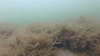 August Seagrass Update 2024 [upl. by Vincents]