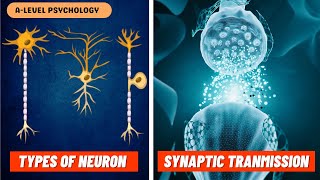 Neurons amp Synaptic Transmission  Excitation amp Inhibition  Biopsychology [upl. by Sena]