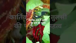 astrology tulsi जानिए कार्तिक मास में तुलसी की पूजा का महत्व🌿🌿🪔🪔👏 जय श्री कृष्णा राधे राधे 👏👏🙏🙏 [upl. by Odawa]