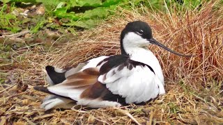 Avocet Nest at Paradise Park in Cornwall [upl. by Auot713]