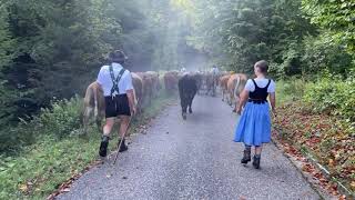 Viehscheid der Sölleralpe  Oberstdorf  Allgäu [upl. by Erdeid]