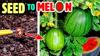 Growing Watermelon Plant Time Lapse  Seed to Fruit 110 Days [upl. by Parish83]