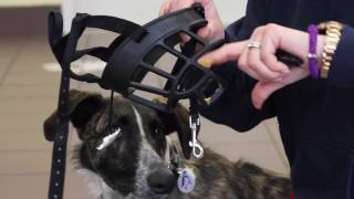 How to Acclimate Your Dog to a Muzzle [upl. by Anum786]