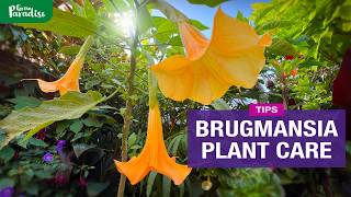 Brugmansia plant care  How to grow from Seed amp Cuttings  Feed amp Winter protection [upl. by Antony91]