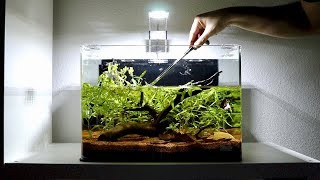 Planted Betta Fish Tank Setup  Weekly Aquarium Maintenance [upl. by Rowley750]