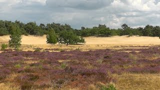 NETHERLANDS national park Loonse en Drunense duinen hdvideo [upl. by Einnahpets]