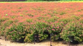 Spirea japonica Goldflame [upl. by Oster]