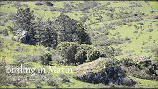 936  Birding in Marin  Nicasio Reservoir Giacomini Wetlands [upl. by Yllod67]