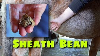 Horse Sheath Cleaning Bean Removal and Riding Nikki [upl. by Cly]