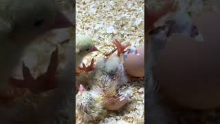 Chick Coming Out Of Egg chicks [upl. by Sheeb]