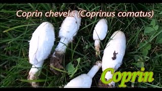 Coprin chevelu Preparation Mushrooms [upl. by Ellehcar232]